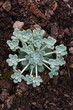 Sedum spathulifolium 'Cape Blanco' - Silberspatel-Fetthenne