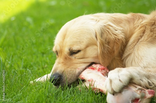 Foto: hund und knochen hund und knochen