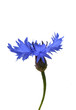 Kornblume