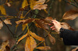 foglie di noce secche in autunno