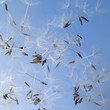 dandelion seeds in blue back