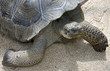 Yortue de galapagos 4