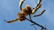Ricci di castagne 3