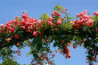 Ranken im Rosengarten