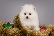 Cute Pomeranian puppy.