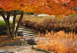 Autumn in the Park Autumn in the Park