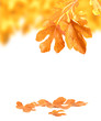 Autumn background