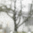rainy detail in blurry back