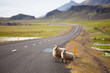Iceland landscapes