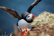 Puffin