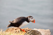 Puffin