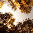 natureberry 1.21