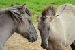 Foto: Rückzüchtung: Das Tarpan-Pferd Rückzüchtung: Das Tarpan-Pferd