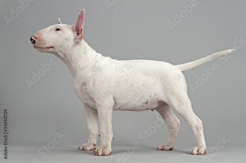 Photo: Hunde-Bullterrier-12858 Hunde-Bullterrier-12858