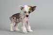 Hunde-Chinese-Crested-12830