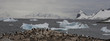 Breeding Gentoo penguins