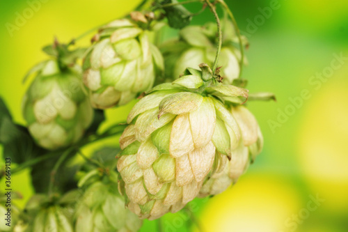 Photo: beautiful green hop on green background beautiful green hop on green background