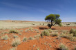 Kameldornbaum in der Namib