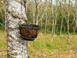 Rubber tree