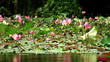 pond with pink lilies