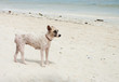 Foto: stray dog stray dog