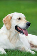 golden Retriever Close-up in the park golden Retriever Close-up in the park