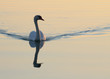 swan