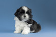 Shih-Tzu Welpe 10023