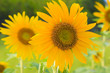 Sunflower Sunflower