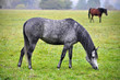 horses on the meadow