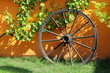 Foto: altes Wagenrad und Weinstock im Sonnenlicht altes Wagenrad und Weinstock im Sonnenlicht