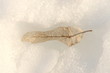 Leaf in snow