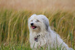 Hund im Kornfeld