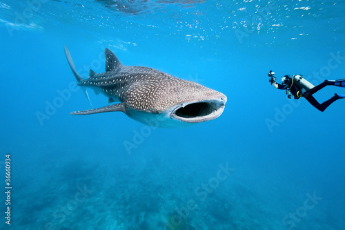 Photo : Whale shark and underwater photographer Whale shark and underwater photographer