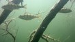 Shoal of perch in the lake