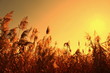 Sedge in the orange sky and sun