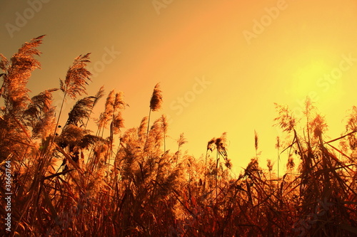 Photo: Sedge in the orange sky and sun Sedge in the orange sky and sun