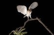 Barbagianni,Tyto alba,Barn Owl