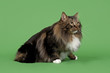 Katzen-Sibirisch 15614