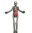 Skeleton With Internal Organs