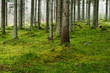 Forest Forest