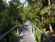 Bridge in the jungle