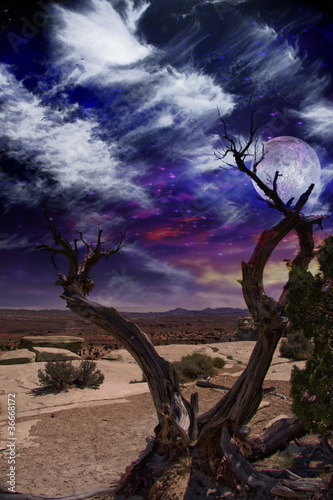 Photo: Desert Tree Desert Tree