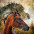 Illustration: Arabian horse portrait. Simulation in old painting style Arabian horse portrait. Simulation in old painting style
