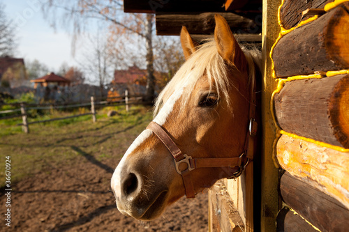 Foto: horse in box horse in box