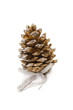 cones for Christmas Greeting Card