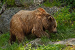 Bear portrait in Salzburg zoo Bear portrait in Salzburg zoo