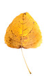 Fall leaf