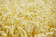 wheat field