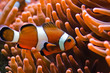 Foto: Clownfish Clownfish